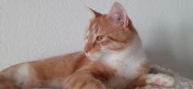 Timoscha (4)